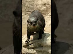 Small Clawed Otters in Elephant Trek - Cincinnati Zoo #shorts