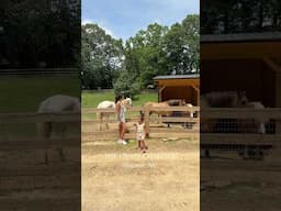 Such a cute place just outside of Charlotte, NC! #familymoments #toddlermom #charlottenc #charlotte