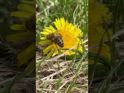 Alaska Spring Honey Bee!🐝 #HomeFreeAlaska #Alaska #Shorts #HoneyBee