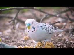 Unforgettable 3 Hour Budgie Sounds for Your Summer Bliss!