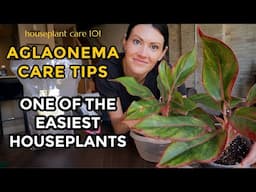 Aglaonema (Chinese Evergreen) House Plant Care 101 - How to Water, Lighting, Propagate, Repot, Soil