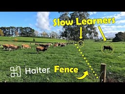 Halter Training The Heifers