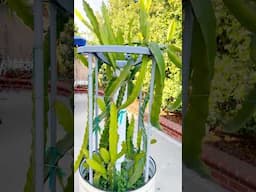 Growing dragon fruit from Cuttings