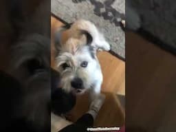 Quick+Easy Tip for Dogs that Jump when Greeting #dogtraining