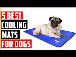 Best Cooling Mats for Dogs of 2025: Beat the Heat : Best Cooling Products for Dogs