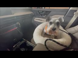 A Rough Night | Max's Vet Visit | Life With Schnauzers