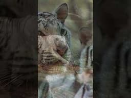 White Tiger: The Majestic Ghost of the Jungle