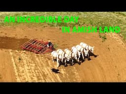 INCREDIBLY Busy Day in AMISH LAND- 32 Farmers Working in the Fields of Lancaster County