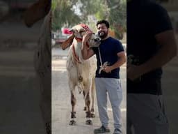 Mohabbat to Qurbani mangti hai #syedfahad 💔😭