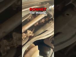 මීයන්ගෙන් වාහනය බෙරගන්නේ මෙහෙමයි | Chamara Sticker