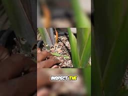 HOW TO buy  BIRD of Paradise !! #plants #indoorplants #birdofparadise