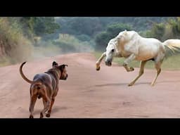 ¡Los Animales Se Metieron Con El Oponente Equivocado!