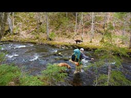 Exploring Trout Brook Wilderness Area With My Dogs!