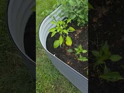 We Got our Garden Started