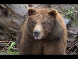 Charles Gibbs' Fatal Photography Fascination With Grizzlies