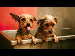 First Bath After a Life of Neglect, Their Eyes Say Everything !