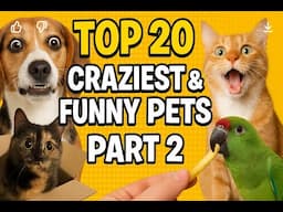 Top 20 CRAZIEST & Funny Pets Part2