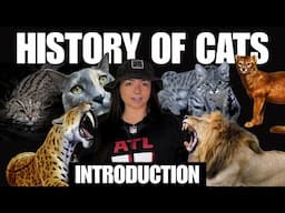 NEW SERIES: The History of Cats (That We Know Of) OUT 4/30