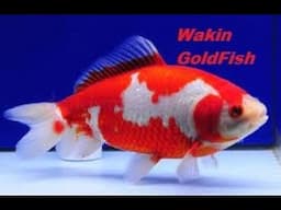 How to identify Wakin Goldfish Variety ?