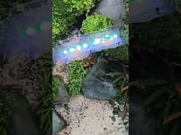 AQUASCAPE | Nature in a fishtank #aquascape #aquascaping #aquarium #fishtank #plantedtank #petfish