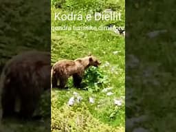 Sharr montain bear #flypシ #bear #animals