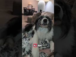 This is all he wants... #bordercollie #dogs #cute #pets