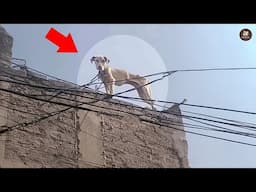 Tearfully enduring life with a heartless owner, the Dog Did What No One Expected