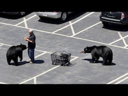 Insane Bear Videos Caught on Camera for 15 Minutes