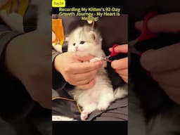 Recording 92 Days of My Kitten's Journey from Tiny Furball to Little Devil - My Heart is Melting!