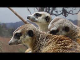 Pinky's Smithsonian Adventure: Meerkat Birthday Party!