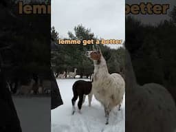 Don’t Llama sneak up on you like that! #funny #animalvoiceover