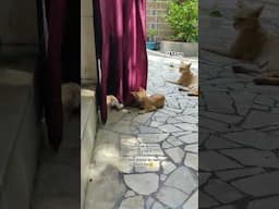 Angry Mom😤#cat #catshorts #catlovers #catshort #vetsdiary