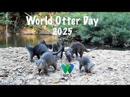 World Otter Day 2015