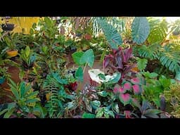 Mostrando As Plantas Do Quintal #boraver