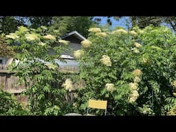 How To Grow Elderberries