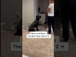 He gotta know black lady hair rules #raisingbane #funnydogvideos #banethedog