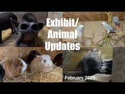 Tapir, Meerkat, Serval, Parrot & Hog Springs Updates