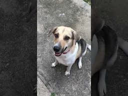 Update on my rescued dogs  - Venezuela Now - April 29th 2025