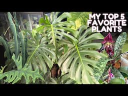 Plants I'm proud of - March 2025 favorites