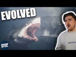 Could Megalodon Still Exist If It EVOLVED?