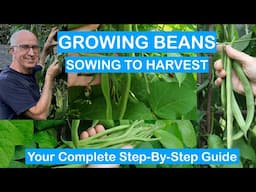 GROWING BEANS MASTERCLASS – STEP-BY-STEP GUIDE  – CLIMBING BEANS SOWING TO HARVEST