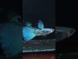 guppy fish blue grass