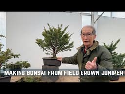 Making Bonsai from Field Grown Juniper