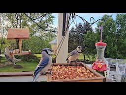 Bird Watching In Maryland | Cat TV - Birds For Cats To Watch: Blue Jays, Woodpecker, Cardinal