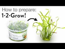 How To Plant Aquarium Tissue Culture Plants