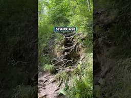 Organic Man Made Stairs? #outdoors #walking #wales #river #aqueduct #wrexham #pontcysyllte