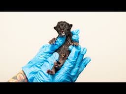 My Most Shocking Newborn Kitten Case Ever