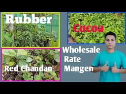 Rubber Cocoa Red Chandan Etc. Wholesale Rate O Mangen || Sangma Home Nursery