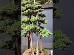 Nothing else matters buy a Chojo Feature Tree bonsai #bonsai