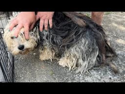 Live Grooming